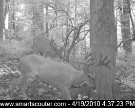 Dan Big Ohio Bucks on our SmartScouter Trail Camera